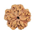 1MK(Underdeveloped) 23mm 4.06gm - Origin: Nepal - Rudraksha back