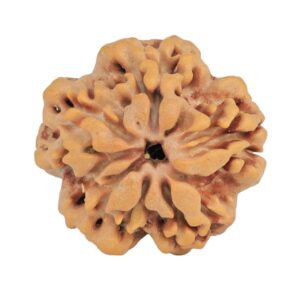 1MK(Underdeveloped) 23mm 4.06gm - Origin: Nepal - Rudraksha back