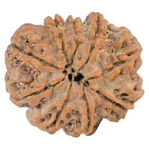 9 Mukhi Rudraksha 26.5mm 5.69gm - Rudraksha back