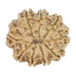 9 Mukhi Rudraksha 26.6mm 4.49gm - Rudraksha back