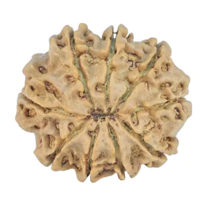 9 Mukhi Rudraksha 26.6mm 4.49gm - Rudraksha back