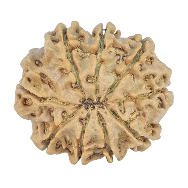 9 Mukhi Rudraksha 26.6mm 4.49gm - Rudraksha back