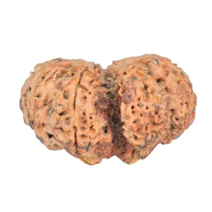 10 Mk Gaurishankar 35.9mm 6.94gm - Rudraksha back