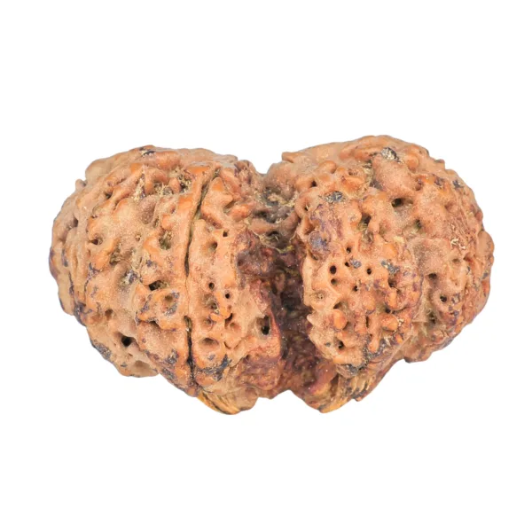 10 Mk Gaurishankar 35.9mm 6.94gm - Rudraksha back