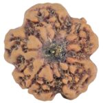 1MK(Underdeveloped) 22.8mm 3.54gm - Rudraksha back