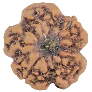 1MK(Underdeveloped) 22.8mm 3.54gm - Rudraksha back