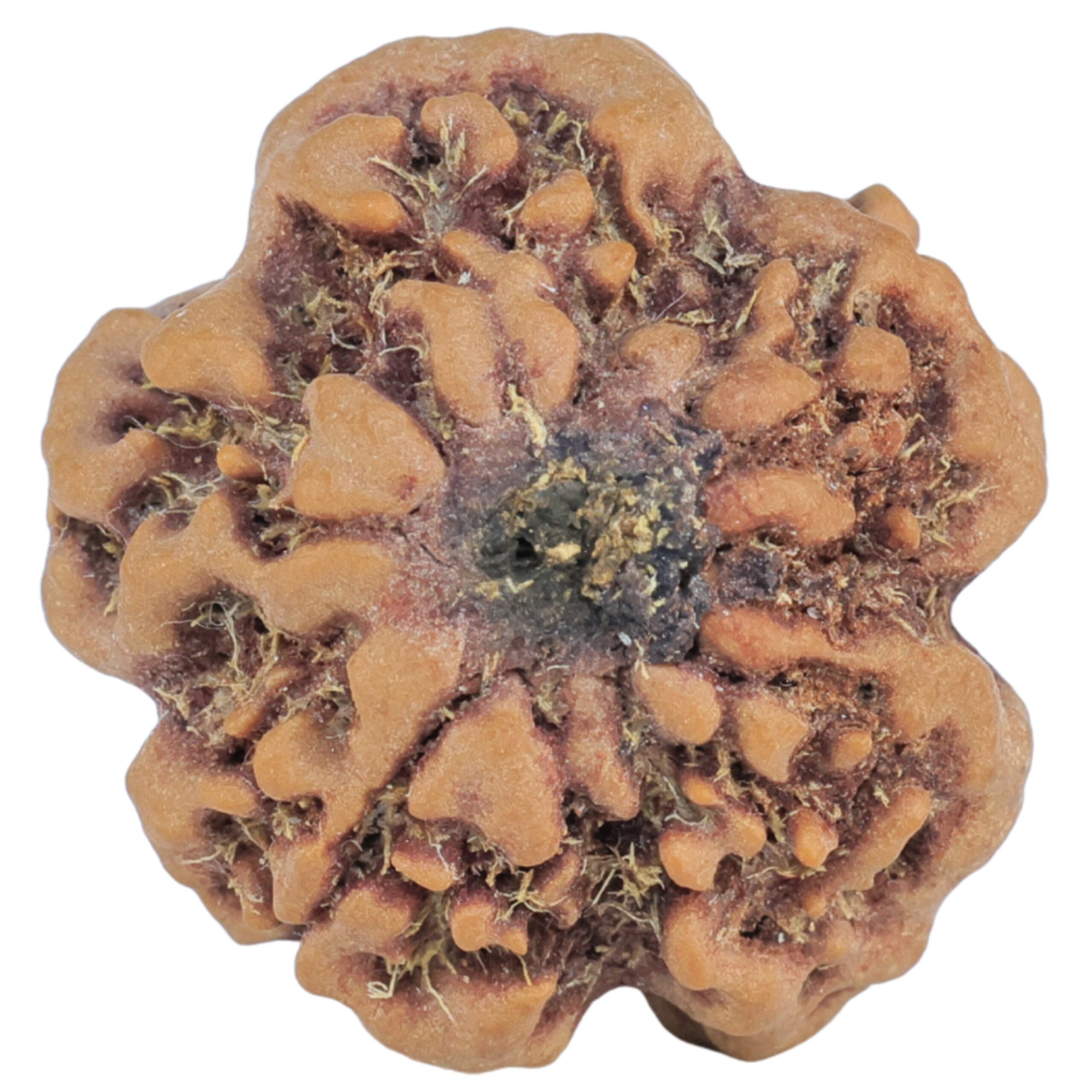 1MK(Underdeveloped) 22.8mm 3.54gm - Rudraksha back