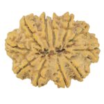 11 Mukhi Rudraksha 38.5mm 9gm - Rudraksha back