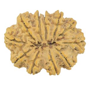 11 Mukhi Rudraksha 38.5mm 9gm - Rudraksha back