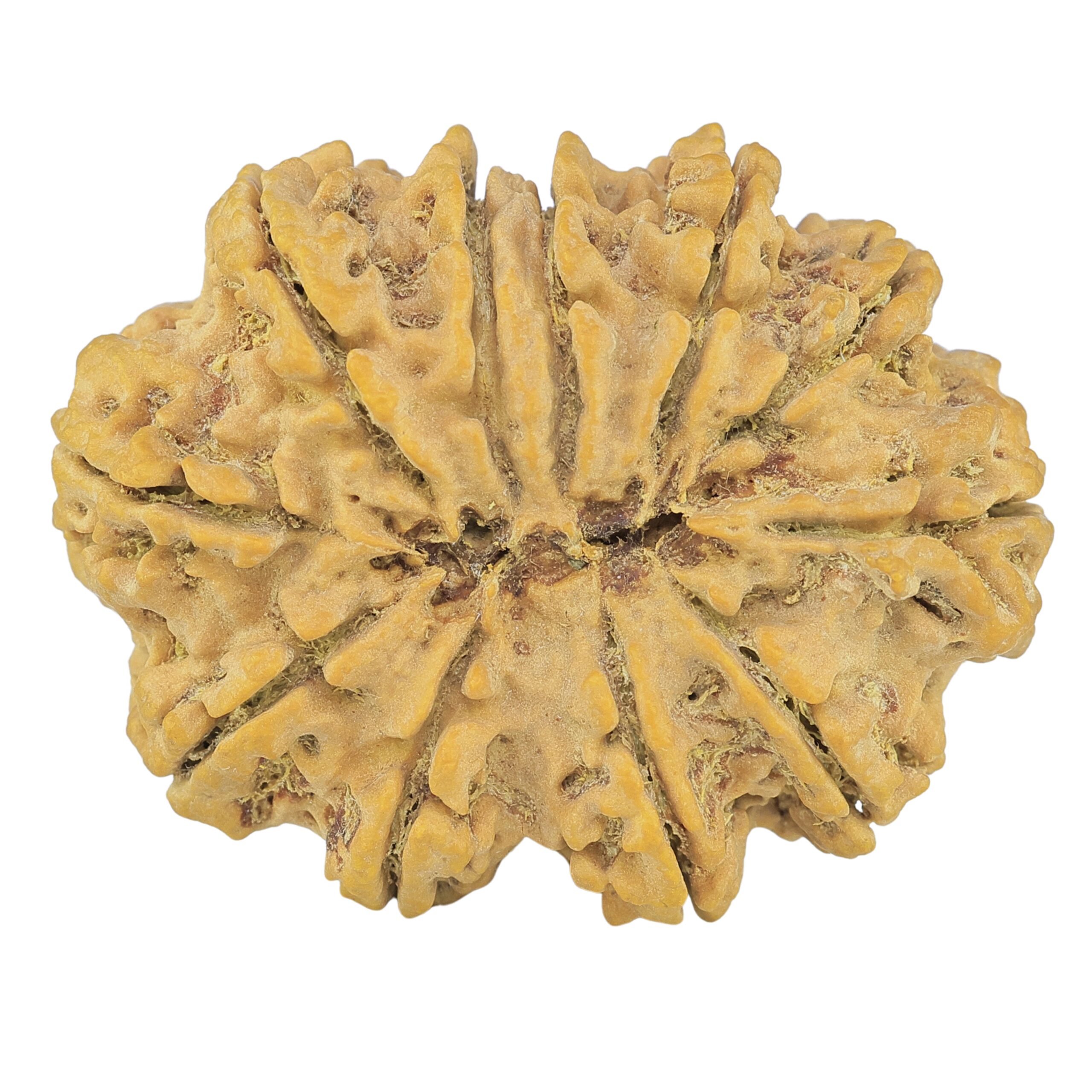 11 Mukhi Rudraksha 38.5mm 9gm - Rudraksha back