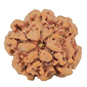 1MK(Underdeveloped) 22.5mm 3.5gm - Rudraksha back