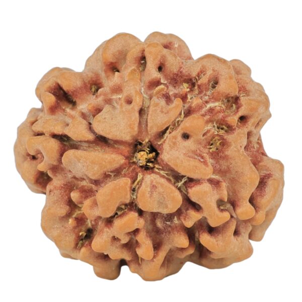 1MK(Underdeveloped) 22.5mm 3.5gm - Rudraksha back