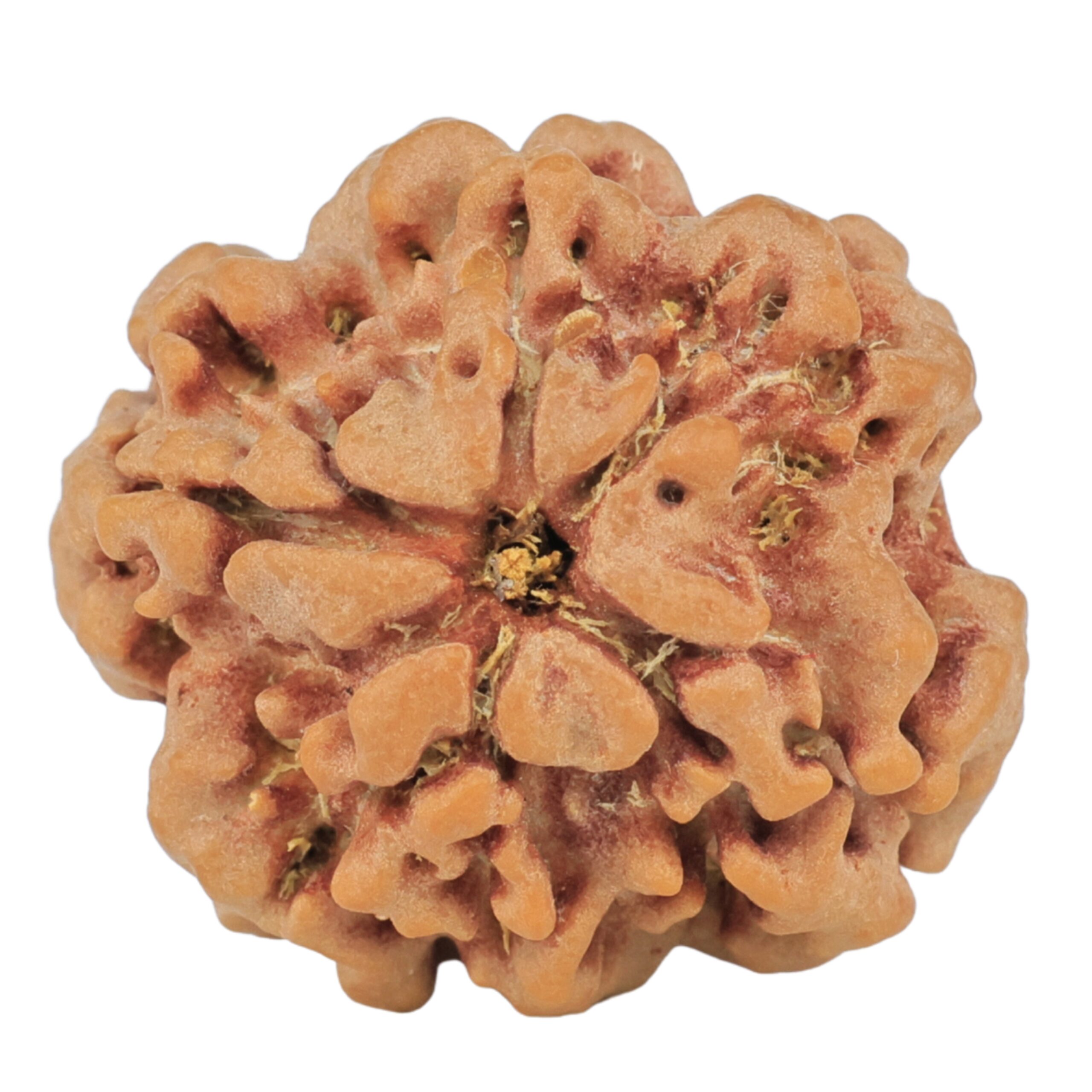 1MK(Underdeveloped) 22.5mm 3.5gm - Rudraksha back