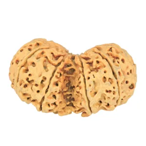 10 Mk Gaurishankar 41mm 6.56gm - Rudraksha back
