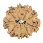 9 Mukhi Rudraksha 26.2mm 4.29gm - Rudraksha back