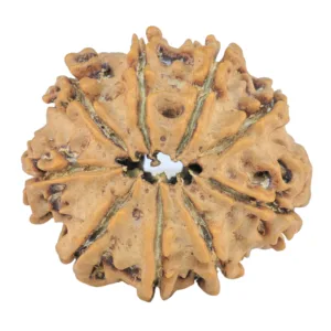 9 Mukhi Rudraksha 26.2mm 4.29gm - Rudraksha back