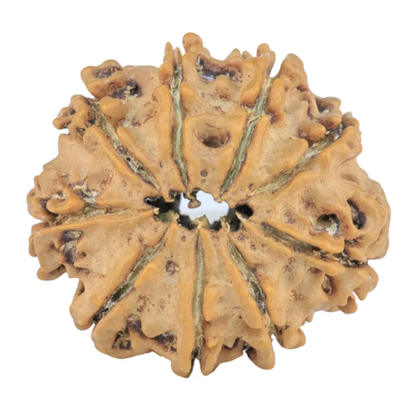 9 Mukhi Rudraksha 26.2mm 4.29gm - Rudraksha back