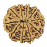 10 Mukhi Rudraksha 30.1mm 6.24gm - Rudraksha back