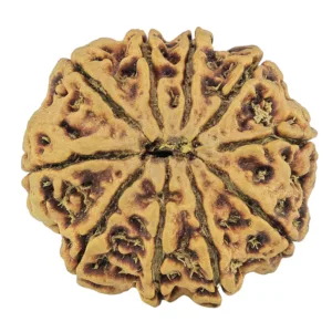 10 Mukhi Rudraksha 30.1mm 6.24gm - Rudraksha back