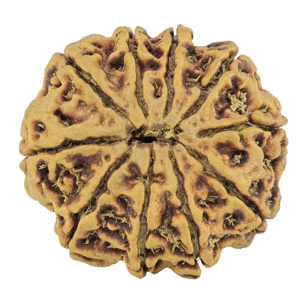 10 Mukhi Rudraksha 30.1mm 6.24gm - Rudraksha back