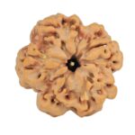 1MK(Underdeveloped) 23.1mm 3.9gm - Rudraksha back
