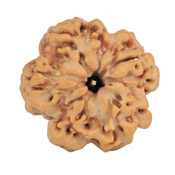 1MK(Underdeveloped) 23.1mm 3.9gm - Rudraksha back