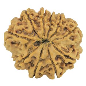 10 Mukhi Rudraksha 25.5mm 3.88gm - Rudraksha back