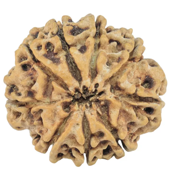 9 Mukhi Rudraksha 26.8mm 3.9gm - Rudraksha back