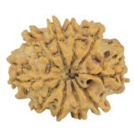 10 Mukhi Rudraksha 25.9mm 4.09gm - Rudraksha back