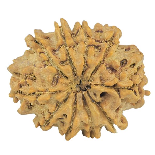 10 Mukhi Rudraksha 25.9mm 4.09gm - Rudraksha back