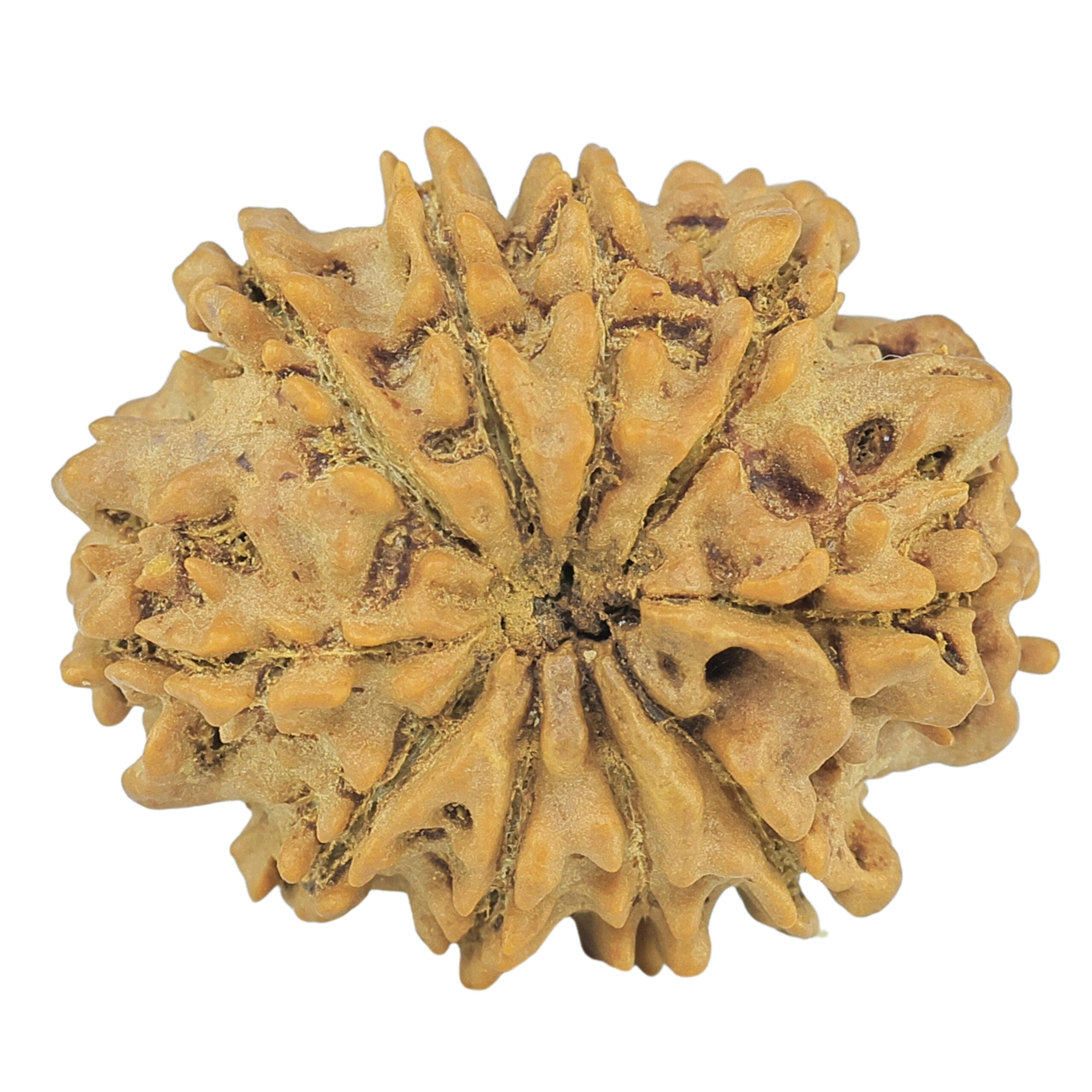 10 Mukhi Rudraksha 25.9mm 4.09gm - Rudraksha back