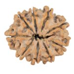 9 Mukhi Rudraksha 25.3mm 3.71gm - Rudraksha back