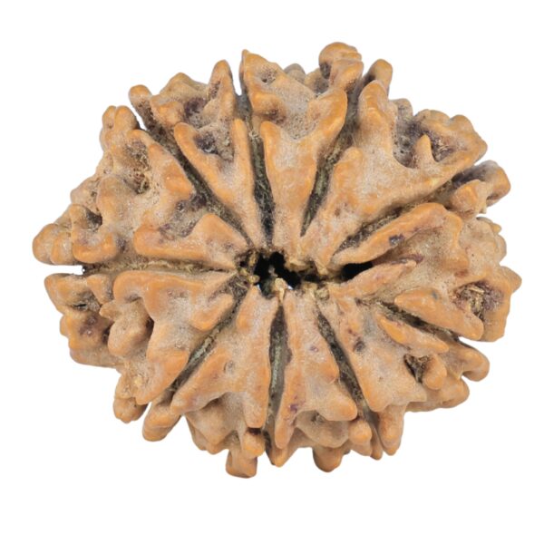 9 Mukhi Rudraksha 25.3mm 3.71gm - Rudraksha back