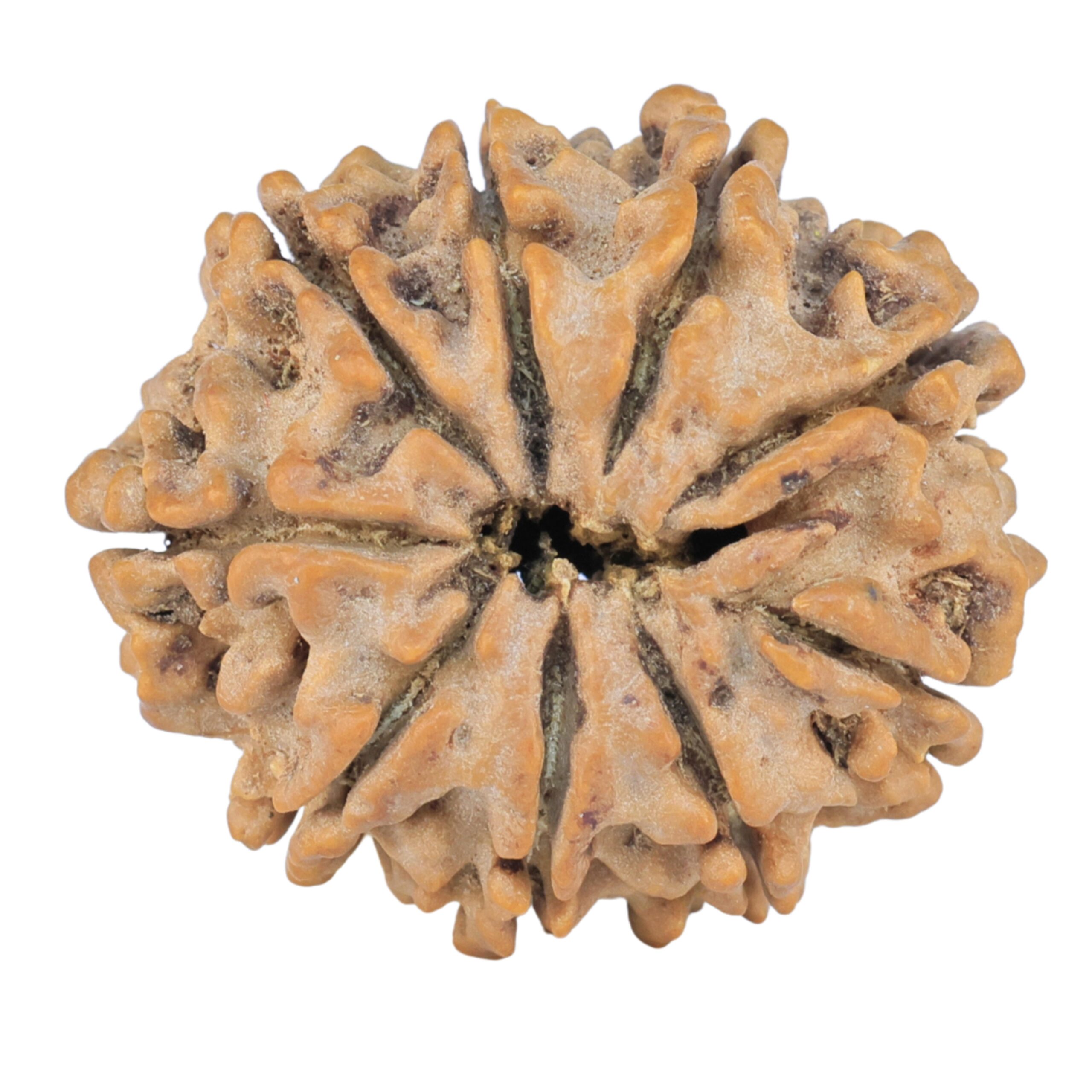 9 Mukhi Rudraksha 25.3mm 3.71gm - Rudraksha back