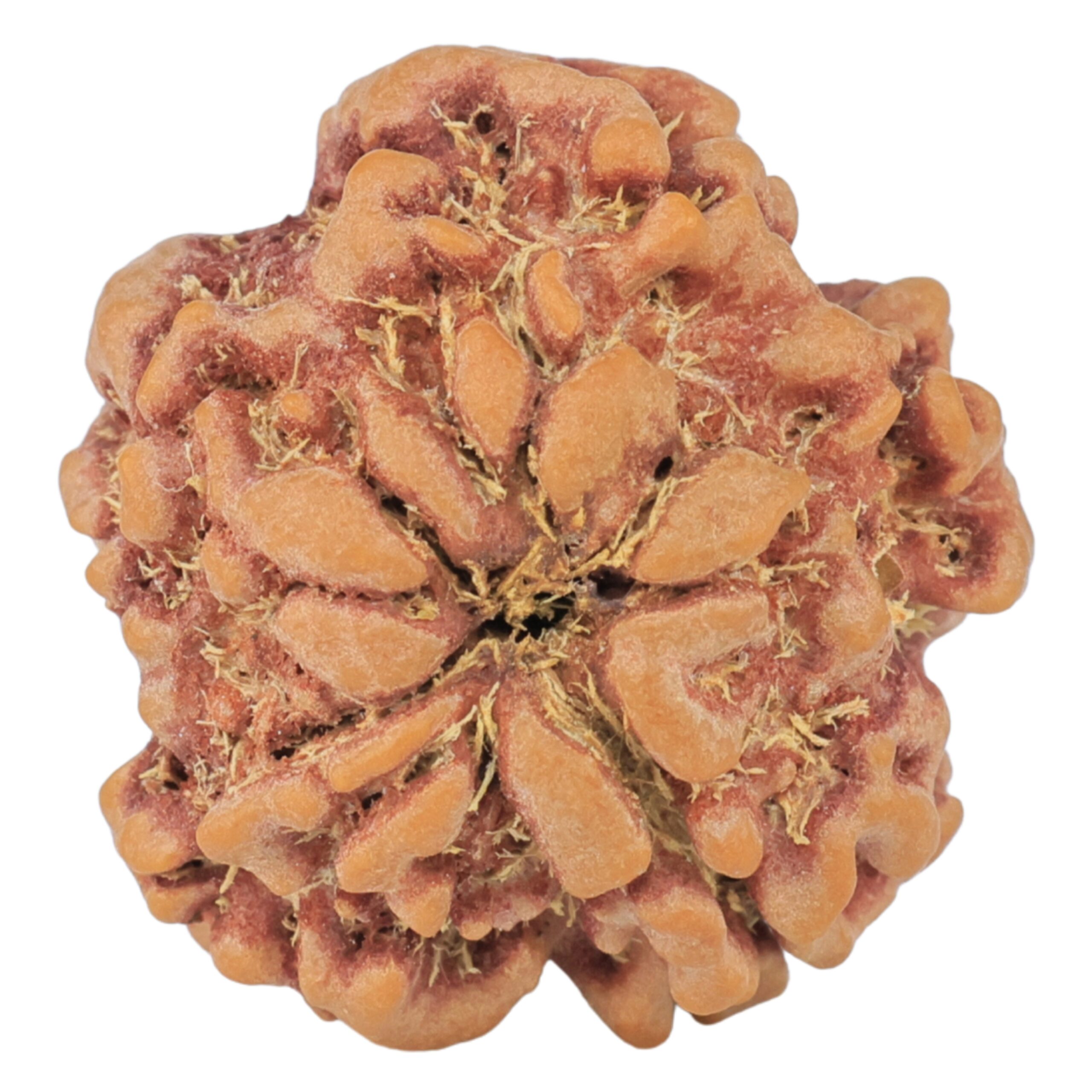 1MK(Underdeveloped) 22.6mm 3.93gm - Rudraksha back