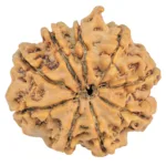 9 Mukhi Ganesh 26.2mm 4.84gm - Rudraksha back