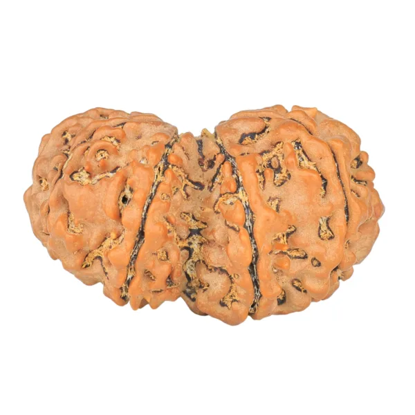 10 Mk Gaurishankar 35.2mm 7gm - Rudraksha back