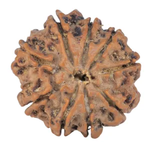 9 Mukhi Rudraksha 25.8mm 5gm - Rudraksha back