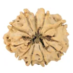 10 Mukhi Ganesh 25.3mm 2gm - Rudraksha back