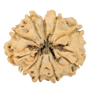 10 Mukhi Ganesh 25.3mm 2gm - Rudraksha back
