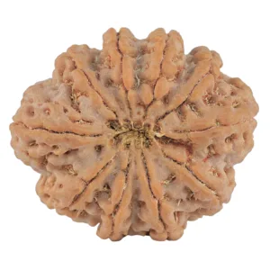 10 Mukhi Rudraksha 32.5mm 8.68gm - Rudraksha back