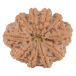 10 Mukhi Rudraksha 32.5mm 8.68gm - Rudraksha back