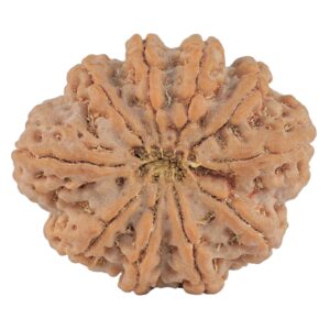 10 Mukhi Rudraksha 32.5mm 8.68gm - Rudraksha back