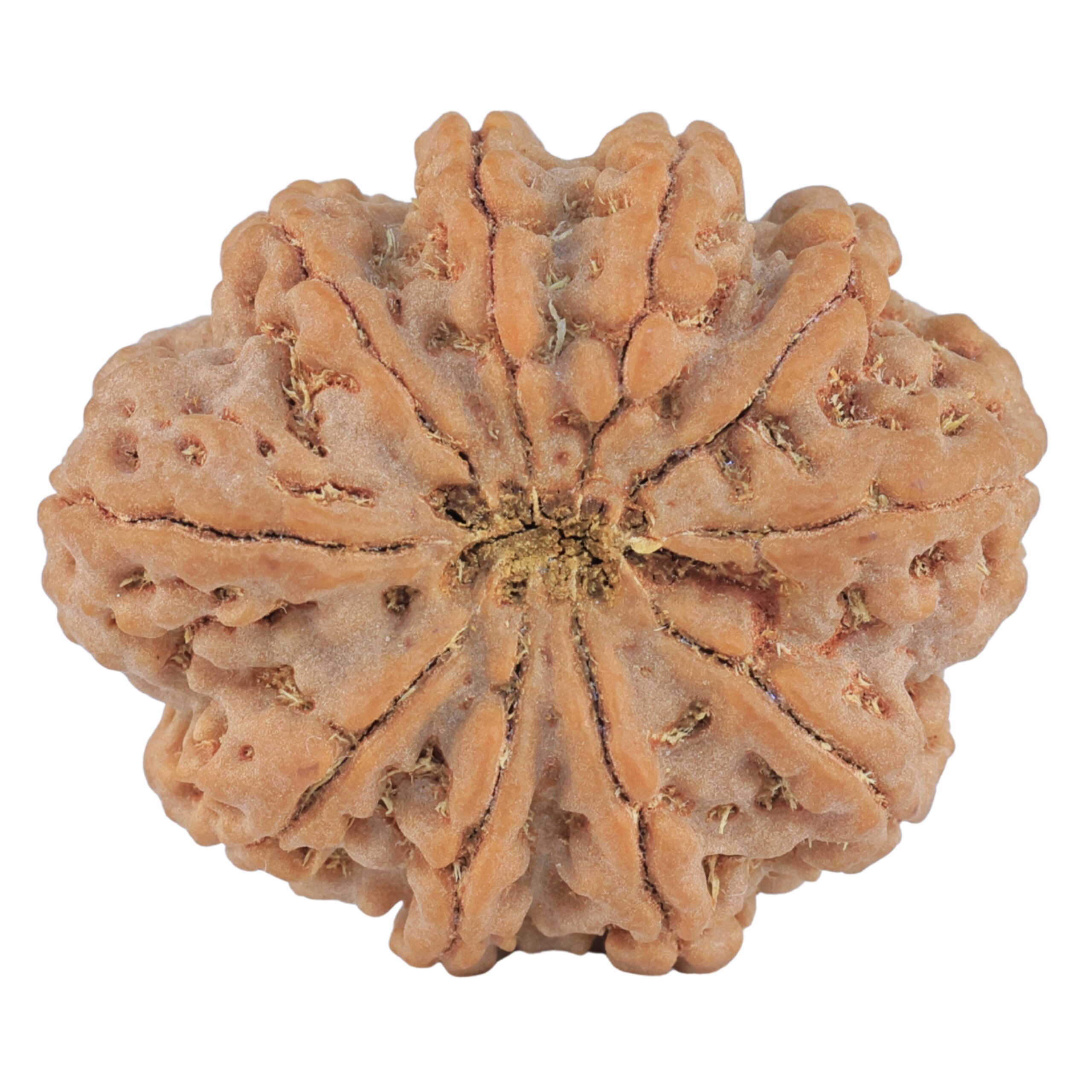 10 Mukhi Rudraksha 32.5mm 8.68gm - Rudraksha back