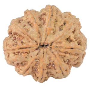 9 Mukhi Rudraksha 28.3mm 6.42gm - Rudraksha back