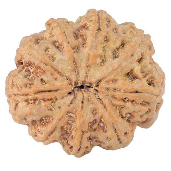 9 Mukhi Rudraksha 28.3mm 6.42gm - Rudraksha back