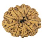 11 Mukhi Rudraksha 33.8mm 7.88gm - Rudraksha back