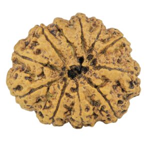 11 Mukhi Rudraksha 33.8mm 7.88gm - Rudraksha back