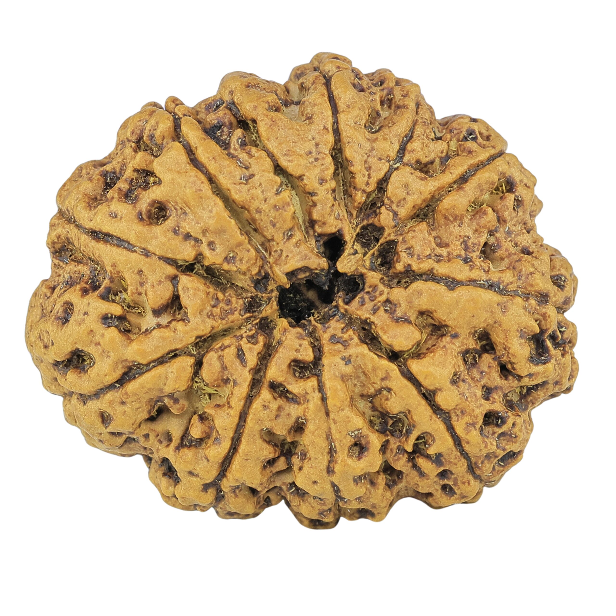 11 Mukhi Rudraksha 33.8mm 7.88gm - Rudraksha back