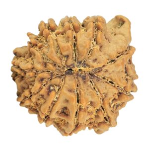 11 Mukhi Ganesh 22.4mm 4gm - Rudraksha back